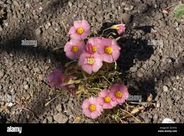 Image result for Oxalis obliquifolia