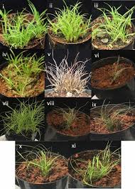 Image result for Tripogon