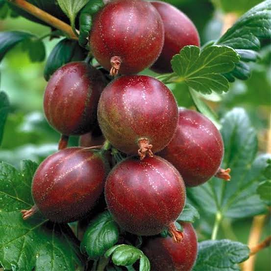 Mga resulta ng larawan para sa Red Gooseberry fruits"