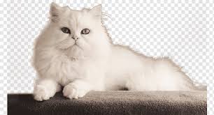 Teacup kitten breeder specializing in doll faced chinchilla, white, and silver teacup persian kittens. Persian Cat Bengal Cat Kitten Dog White Persian Cat Mammal Cat Like Mammal Animals Png Pngwing