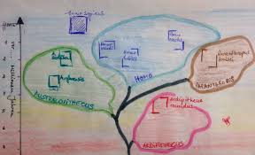 Hominidenstammbaum Evolution Abitur Vorbereitung
