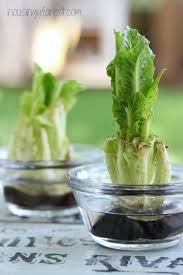 If you are going to attempt this, i suggest making sure the scraps you start with are good quality. How To Regrow Lettuce Housing A Forest Regrow Lettuce Growing Lettuce Indoors Regrow Vegetables