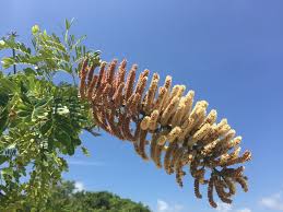 Image result for Entada phaneroneura