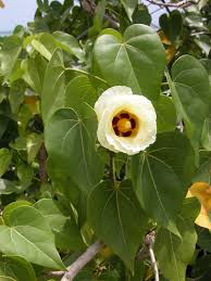 Image result for Thespesia populneoides