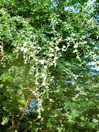 Image result for Pithecellobium dulce