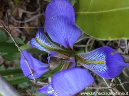 2 il colore tra l'azzurro e il violetto, proprio di tale sostanza uno dei sette colori dell'iride agg. Fiore Blu Violetto Inverno Jpg La Finestra Di Stefania