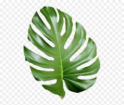 With these png images, you can directly use them in your design project without cutout. Tropical Png Tumblr Transparent Tropical Leaves Png Png Download Vhv