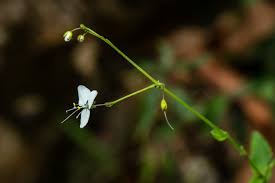 Image result for Aneilema