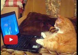 Cat Sits Up Watching Cartoons My Cat Loves To Watch Animated Movies With Me And Look At Pics On Pinterest Lol It S One Of Her Fa Cats Cat Sitting Cat Watch