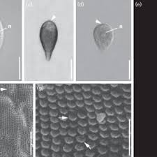 Image result for Lankesteria