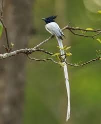 Asian Paradise Flycatcher Scientific Name Terpsiphone Paradise Family Monarchidae Flycatcher Bird The Caged Bird Sings