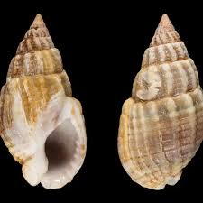 Image result for Triumfetta reticulata