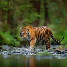 International tiger day 2021 (29th july) tigers are now one of the species that are almost nearing extinction. El7buwwc5buwmm