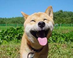 You can join team dogefolders, bring in your computing power, help to find cures for diseases and receive some doges for your efforts. Cctv On Twitter Rip Doge Shiba Inu Who Inspired Popular Internet Memes Died In Japan Aged 16