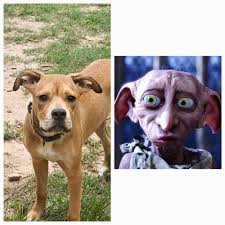 Hi everyone. This is Milo, she is 7 months old rescue. She loves a good  sniff, and loves to play with all dogs (and their humans). You will often  find her sitting