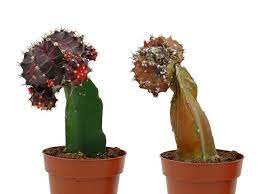 Riego una vez por semana ahora que es verano !! Como Revivir Un Cactus Consejos Practicos