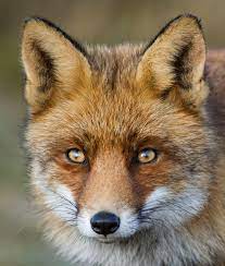 Nocturnal Animals List Animal Sake