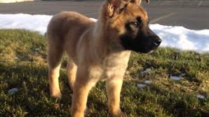 This pup is one of the more affectionate breeds on this list. Akita German Shepherd Mix Puppies For Sale Petsidi