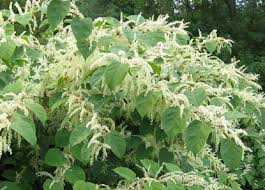Is a concise, informative guide containing all you need to know to grow a tasty crop of tomatoes. Is It Knotweed Knotweed Support Wales
