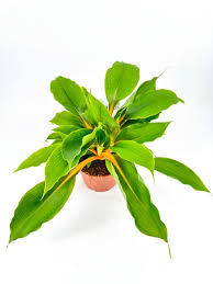 Image result for Chlorophytum minor