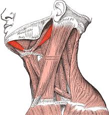 The opposite of flexion is extension, which refers to the straightening of a joint. Neck Extension And Lateral Flexion Thinkmovement