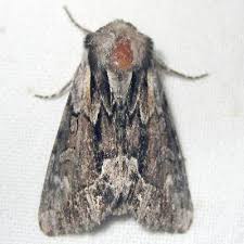 Image result for Hyppa rectilinea