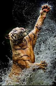 Tiger In The Water At Feeding Time Dramatic Splashes And Sprays Of Water Droplets All Around Yudi Lim 500px Majestic Animals Animals Beautiful Animals Wild