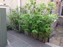 The rhizomes can spread several metres outwards from the visible. Japanese Knotweed Campbell Co Property