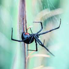 They normally bite when they're startled or surprised. Spider Bite Pictures What Do Spider Bites Look Like