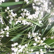 Lacramioare Albe Intr Un Tablou Concept Plants Garden