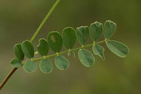 Image result for Tephrosia purpurea