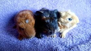 Due to random inactivation of one x chromosome in female body cells there is an irregular pattern of red and black. Meerschweinchen Vom Altowald