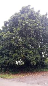 Image result for Canarium schweinfurthii