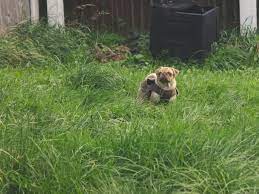 First of all, you must identify who is responsible for ruining your lawn. How To Stop Animals From Digging Holes In Yard