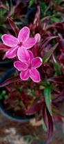 Image result for Barleria obtusa