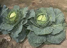 It consists of the tip of a growing stem with rounded, overlapping leaves. Cruciferous Vegetables Wikipedia