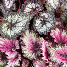 Image result for Begonia rex