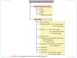 Image result for Cerebellar Function Test