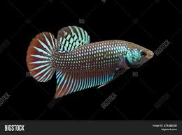 .african cichlids wild betta wild discus wild livebearers wolf fish. Wild Betta Image Photo Free Trial Bigstock