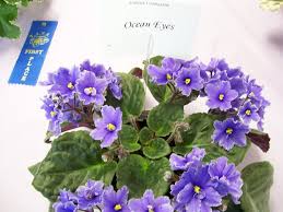 Image result for Streptocarpus eylesii