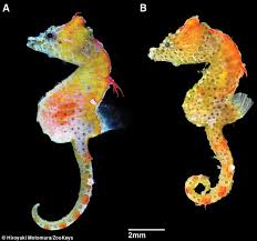 a new pygmy seahorse called japan pig that is the size of