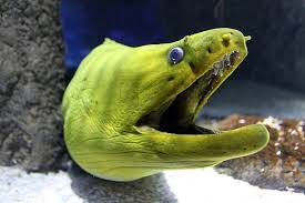 | meaning, pronunciation, translations and examples Creature Feature Green Moray Eel Reefci