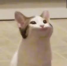 Easily create animated pop cat gifs online. Pop Cat Know Your Meme