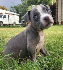 But if you see spots of whites, there is a possibility. Blue Eyed Pitbull Do Pitbulls With Blue Eyes Really Exist