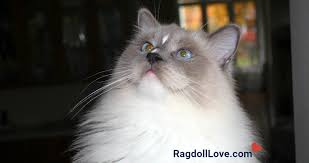 Find ragdoll in cats & kittens for rehoming | 🐱 find cats and kittens locally for sale or adoption in calgary : The Blue Mitted Ragdoll Cat Description And Photos