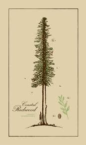 Forest drawing nature drawing redwood tattoo tree silhouette tattoo landscape tattoo mountain tattoo pyrography ink art tattoo images. Pop Art Emporium Mike Clay S Coastal Redwood Tree Silhouette Tattoo Redwood Tattoo Tree Silhouette