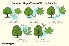 Check spelling or type a new query. 5 Most Common Maple Varieties In North America