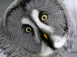 Many people don't realize that birds make a lot of noise. How Owls Spin Their Heads Without Tearing Arteries Shots Health News Npr