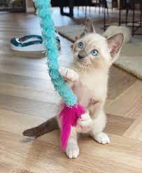 Siamese Kittens For Sale Siamese Cat For Sale Siamese Kitty Siamese Cats For Sale Kittens And Puppies Siamese Kittens
