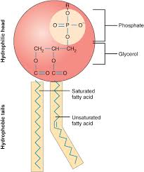 They are membrane glycolipids with sulfur containing functional groups. What Is The Structure Of The Cell Membrane Socratic